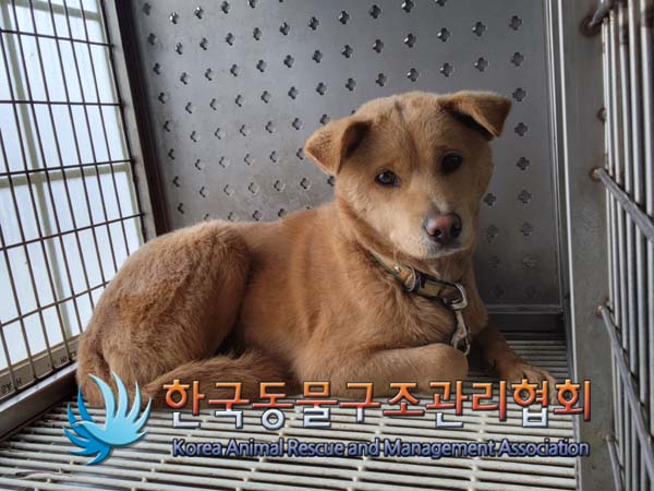 한국동물구조관리협회_441409202402009